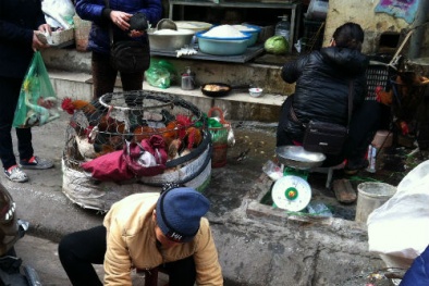 Bất chấp dịch H5N1, người Hà Nội đua nhau mua gà không nguồn gốc